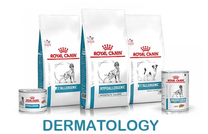 Dermatology Dog