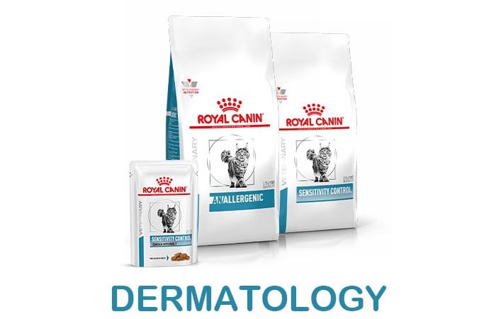 Dermatology Cat