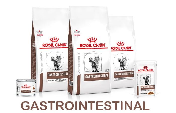 Gastrointestinal Cat