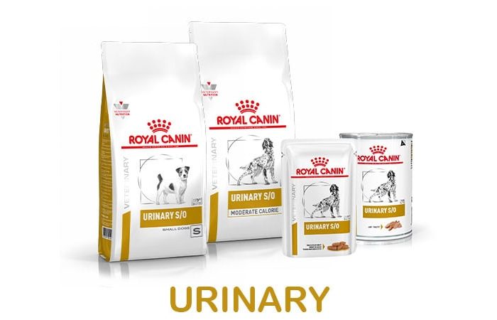 Urinary Dog