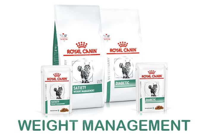 Weight Management Cat